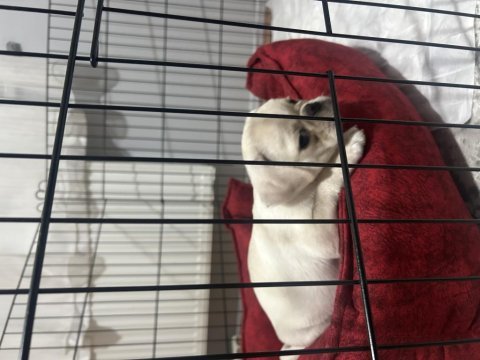 Albino pug nadir cins