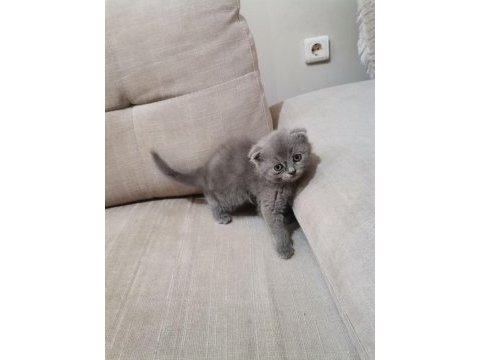 Scottish fold kediler yeni ailelerini bekliyorlar