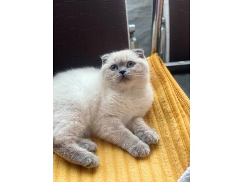 Kalbinizi çalmaya hazır mavi gözlü bir scottish fold