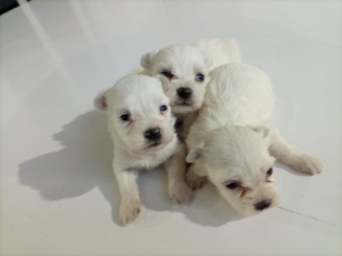 Terrier maltese yavrularımız tüm iller