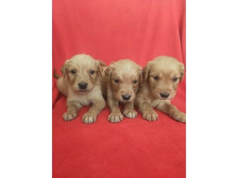 Kaliteli golden retriever yavrularimiz