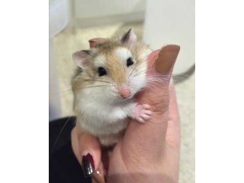 Gonzales hamster yavrular heryere gönderim var