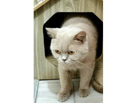 British shorthair fawn