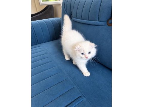 Beyaz mavi gözlü erkek scottish fold longhair yavru