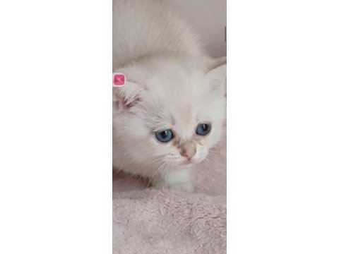 Şafkan british shorthair