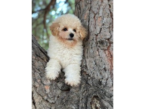 Maltipoo yavrumuz