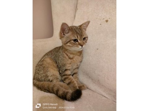 Safkan orijinal british shorthair yavrular