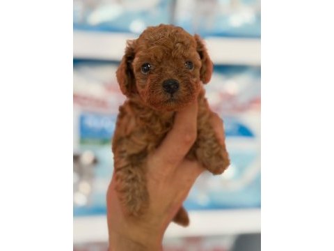 Avuç içi kadar mutluluk toy poodle yavrularım