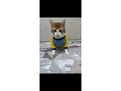 Sağlık problemlerinden dolayı kedimi sahiplendirmek