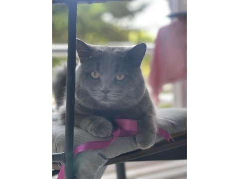 British shorthair kedimiz