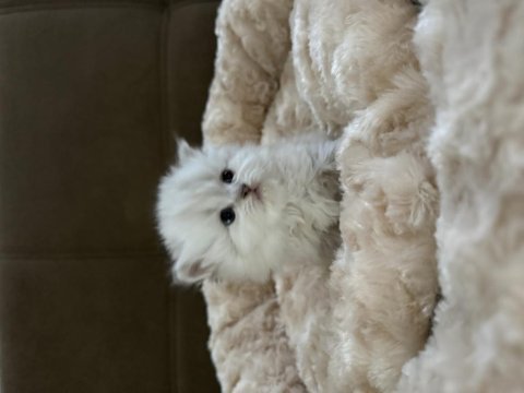 British longhair bebekler