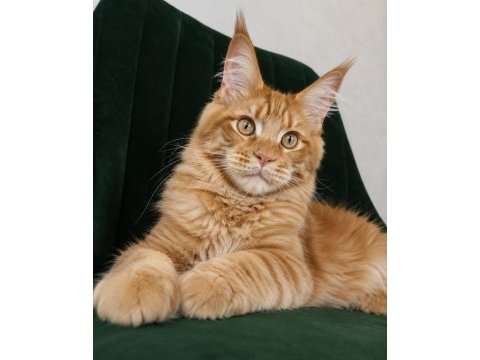 Xxxl kırmızı maine coon erkek