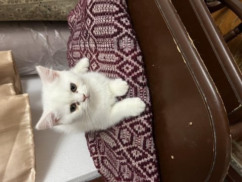 Scottish fold kedimiz sahiplendirilecek
