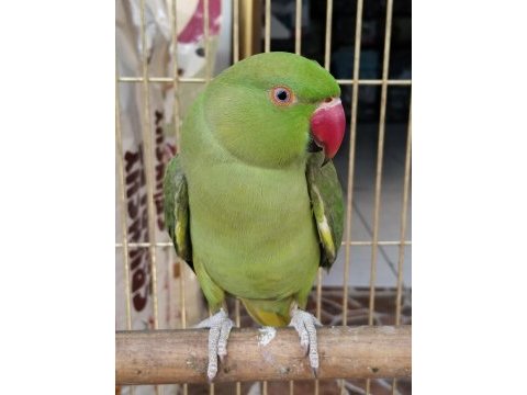 Konuşan full evcil pakistan papağanı