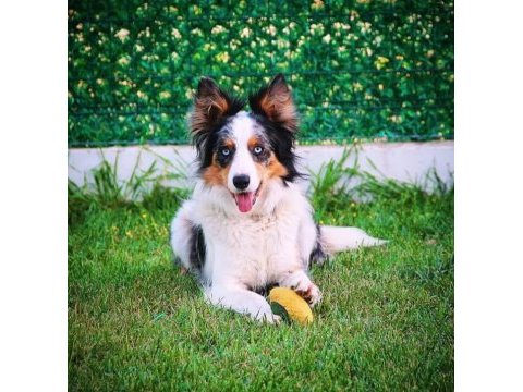 Yetişkin scr li border collie