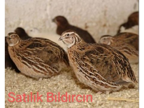 Çerkezköyde satılık bıldırcınlar
