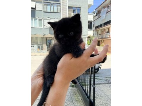 2 aylık dişi british shorthair