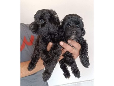 Poodle ayarı maltipoo yavrularımız