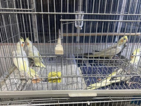 Yeni yeme düşmüş sultan bebeler ele alıştırmalık