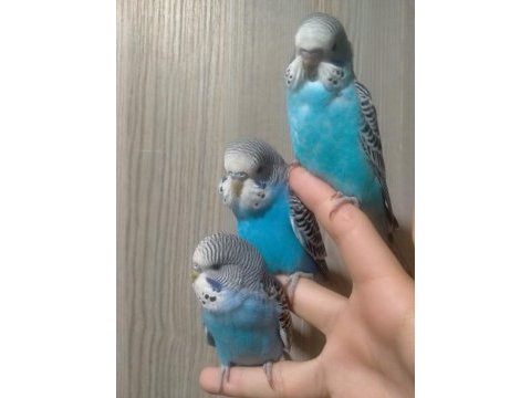 45 günlük ele alışkın sevimli muhabbet kuşu yavruları