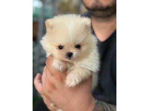Manisa pomeranian erkek yavrular teddy bear
