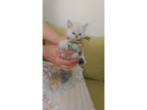 Blue point british shorthair yavrular