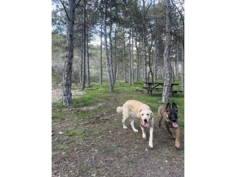 4,5 aylık erkek malinois