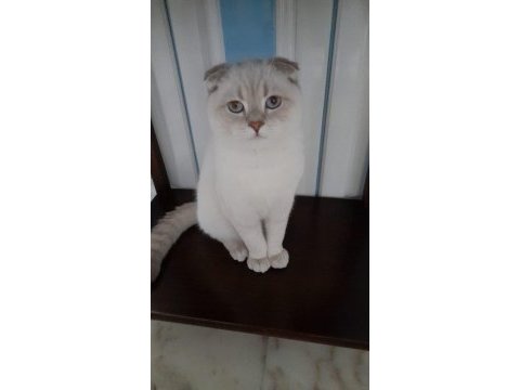 Scottish fold 8 aylık kedimiz