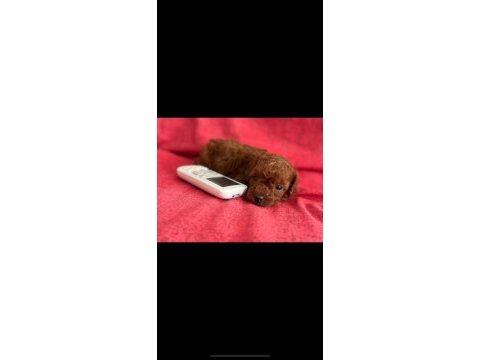 Safkan kore teacup poodle yavrular