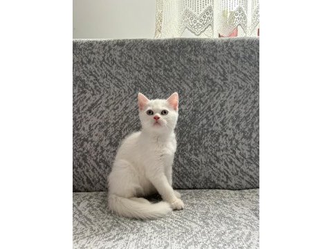 British shorthair yavrularımıza yeni yuva arıyoruz