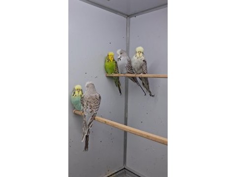 Show jumbo muhabbet kuşları