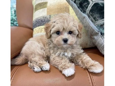 Çizmeli bebek maltipoo
