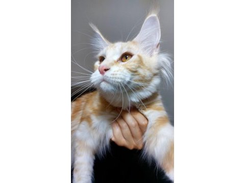 Üst kaliteli maine coon erkek polydactyl silver red