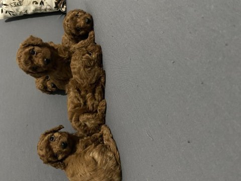 Toy poodle minikler