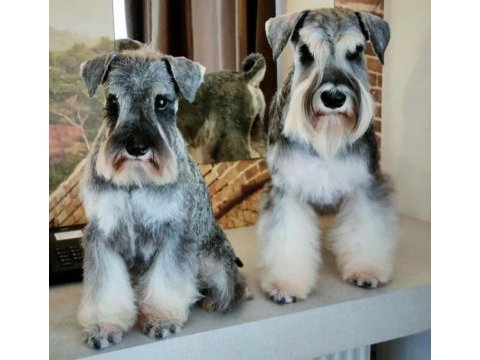 Fcı şecereli miniature schnauzer köpekler