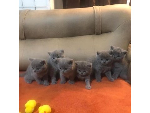 British shorthair yavruları