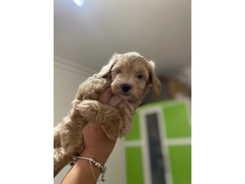 2 aylık dişi maltipoo köpeğimi sahiplendiriyorum