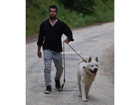 Amerikan akita yavruları