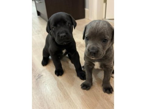 Sahiplendirme cane corso 1,5 aylık