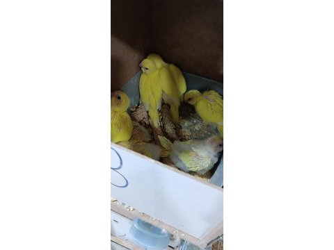 Asil kan hobi üretim muhabbet kuşu