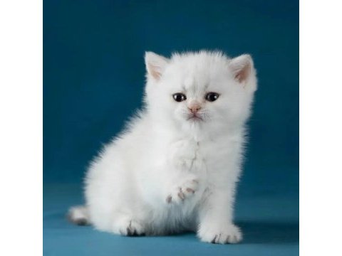 Bem beyaz silver british shorthair ns1133