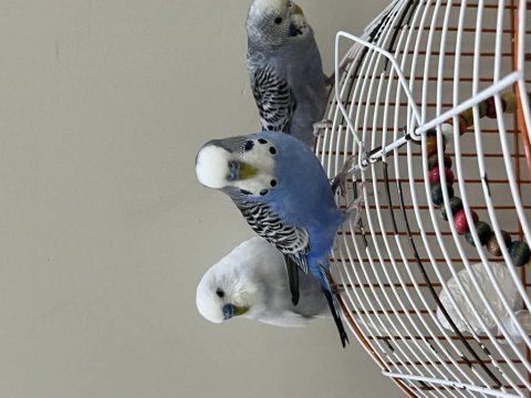 3 tane muhabbet kuşu