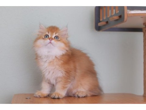 British longhair safkan erkek