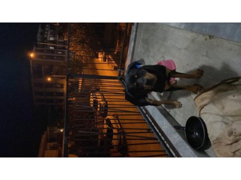 Şecereli rottweiler