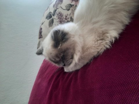 Kendi gibi ismide prenses scottish fold