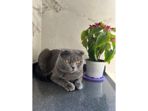 1,5 yaşında kısır ücretsiz sahiplendirilecek scottish fold