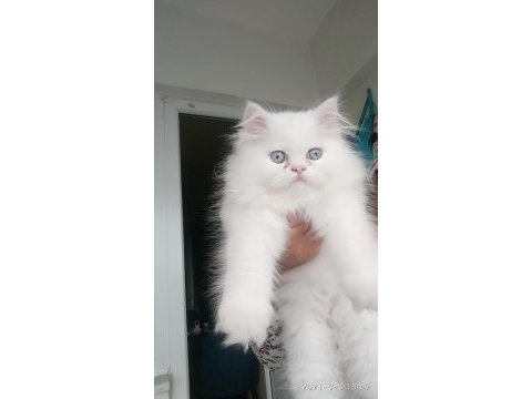 Son kalan chinchilla kedisi bebişlerim