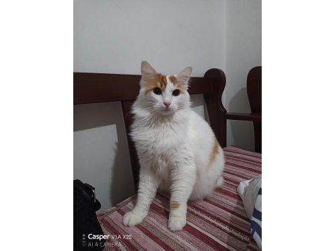 Kısırlaştırılmış dişi kedimiz