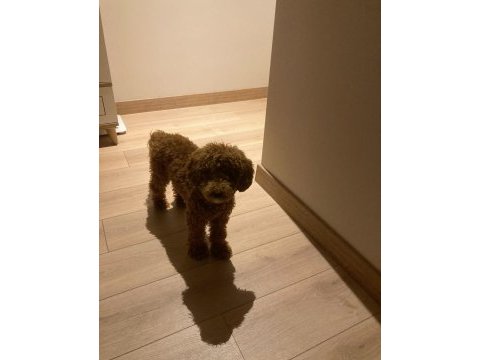 Toy poodle oğlumuz
