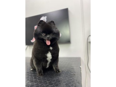 Kalite severler için pomeranian boo dişi